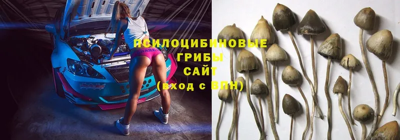 Галлюциногенные грибы Psilocybe Беслан